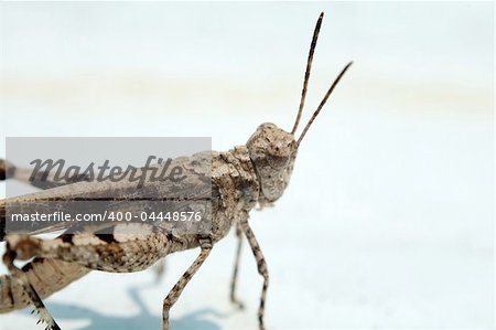 Grasshopper over white background under sunlight