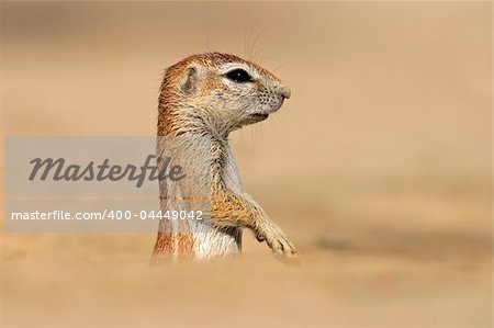 Desert dwelling ground squirrel  (Xerus inaurus), Kalahari, South Africa