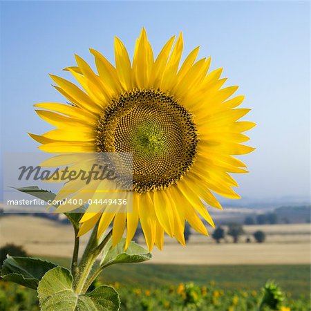 Close-up of one sunflower growing in field in Tuscany, Italy.