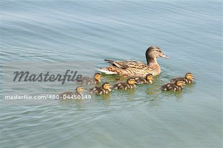 The duck with seven small fluffy ducklings swiming in a pond in spring