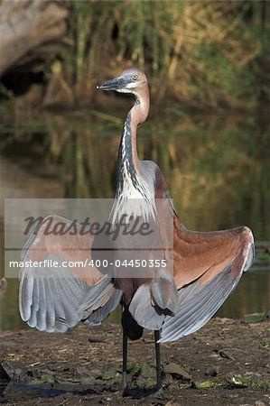 Goliath Heron sunbathing its wings