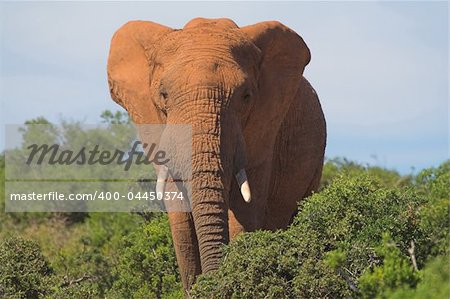 Elephant in the African bush
