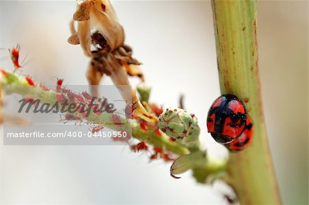 A scene of ladybirds and the red aphids