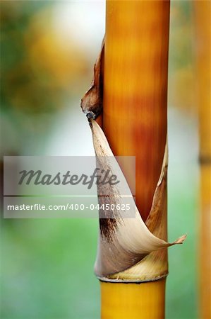 A close up shot of stem of bamboo