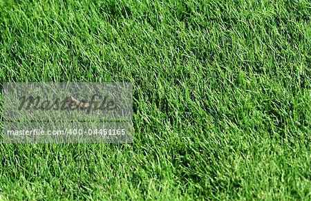 Fresh green grass. Ideally for your use