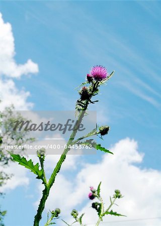 High thistle flower on the blue sky background (look upwards)