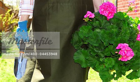 Woman in gardening apron carrying pot with geraniums