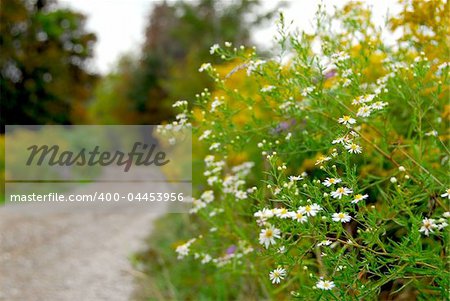 Rural dirt road in Ontario, Canada, focus on flowers