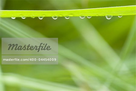 grass with hanging droplets over green blurry background