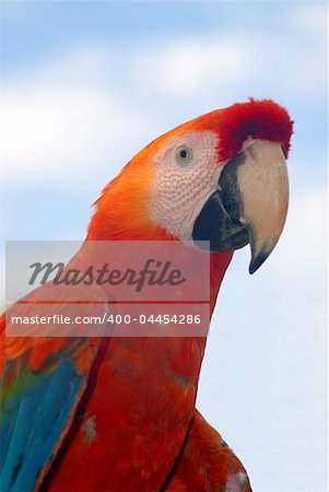 close-up of a red macaw
