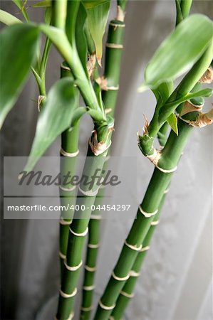 bamboo branches with leafs