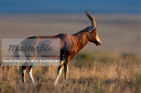 A blesbok antelope (Damaliscus pygargus), early morning, South Africa