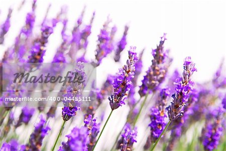 Botanical background of lavender herb isolated on white