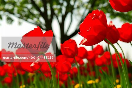 Red tulips flowers blooming in a spring field Red tulips flowers blooming in a spring field