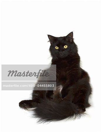 Black cat watching to you directly isolated on white