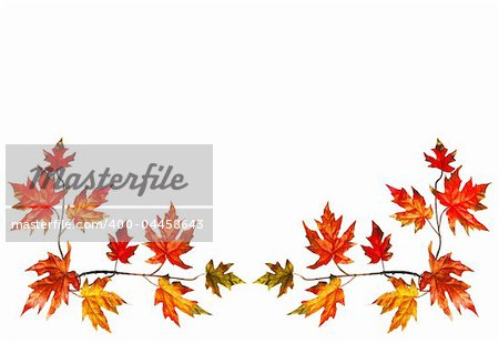 Bottom border with red fall maple leaves