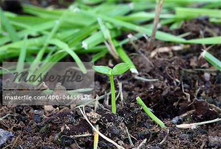 young grass plant sprout from cultivated land