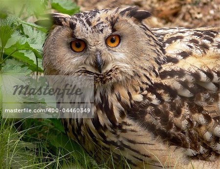 Eagle Owl (bubo-bubo) shot in a wild