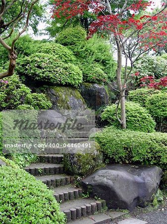 Japanese garden with stairs and red maple tree