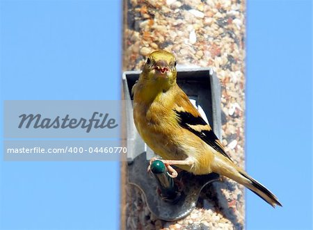 A picture of an American Goldfinch eating