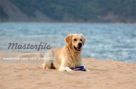 Hund an den Strand - golden Retriever, spielen mit frisby