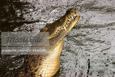 Portrait of an aggressive nile crocodile (Crocodylus niloticus), southern Africa