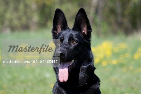 portrait of the black dog