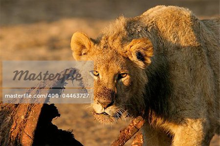 Young lion feeding on a carcass