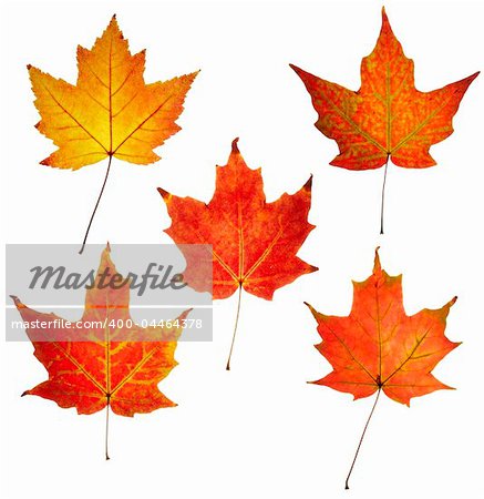 full resolution of close up view of five colorful maple leaves with two colors in each leaf on white background