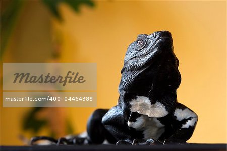 Black and white spiny tailed iguana in a studio setting.