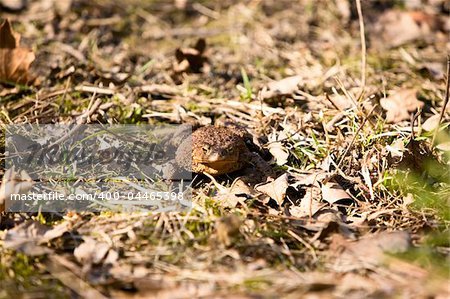 A close up detail of a bullfrog in a natural environment