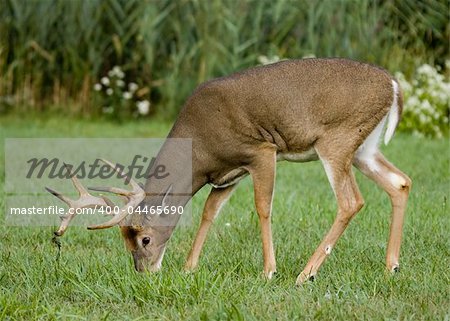 Browsing whitetail deer buck.