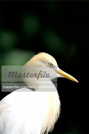 Cattle Egret