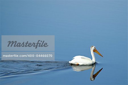 White pelican on quiet lake, early in the morning; Grand Teton National Park, Wyoming, USA