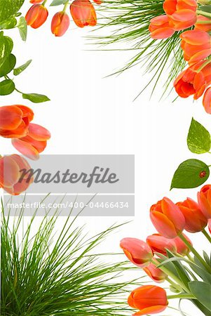 Beautiful floral frame with tulips, plant leaves, lady bug and grass
