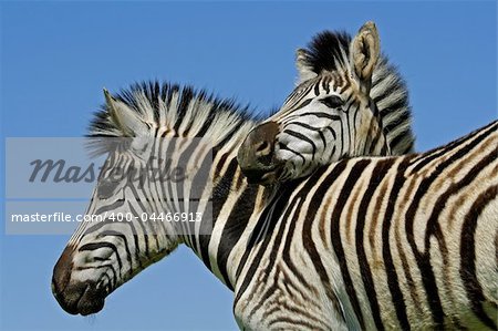 Two Plains (Burchells) Zebras (Equus quagga), Mokala National Park, South Africa