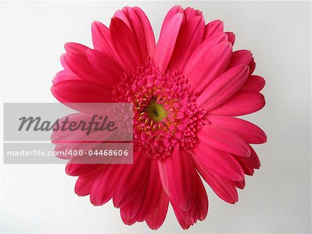 close up photo of pink gerbera on white background