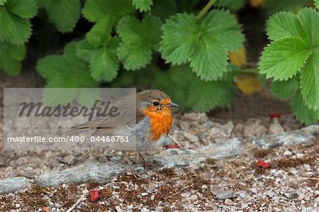 Robin standing on the earth with strawberry leaves to the rear.