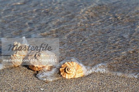 Seashell on the seashore with wave