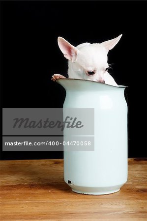 A shy chihuahua hiding in a pitcher.