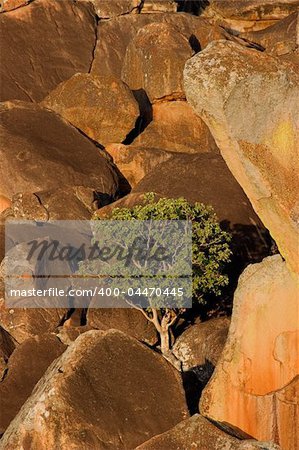 Landscape with granite rocks and a tree, Matopos National Park, Zimbabwe, southern Africa