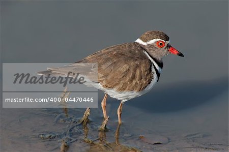 Threebanded plover (Charadrius tricollaris) standing in water, Kruger National Park, South Africa