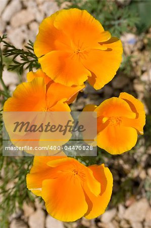 California Poppies bathed in golden sunshine