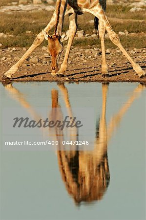 Reflection of a giraffe (Giraffa camelopardalis) in water, Etosha National Park, Namibia