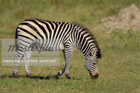 Plains (Burchells) Zebra (Equus quagga), Hwange National Park, Zimbabwe, southern Africa