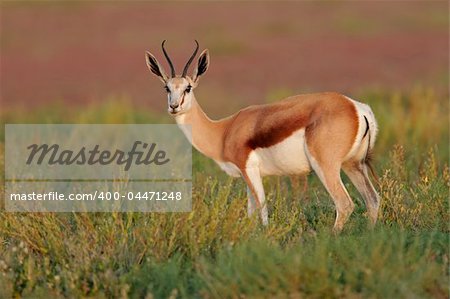 A Springbok antelope (Antidorcas marsupialis), Etosha National Park, Namibia