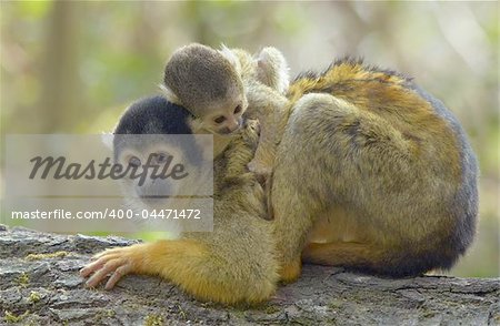 Mother and baby squirrel monkey