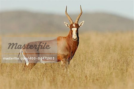 A Blesbok antelope, early morning, South Africa
