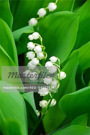 Blooming Lily-of-the-valley closeup