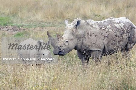 Mother Rhino with Baby Rhino in the grassland.